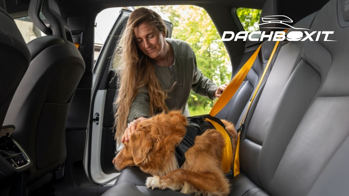 Nordsee mit 3 Hunden: Wie wir das Platzproblem im Auto gelöst haben